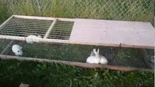 meat rabbit update 7-4-11