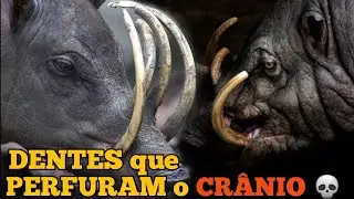 BABIRUSSA| TEM DENTES QUE NUNCA PARAM DE CRESCER.