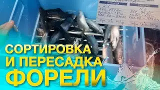 Сортировка и пересадка ФОРЕЛИ | УЗВ
