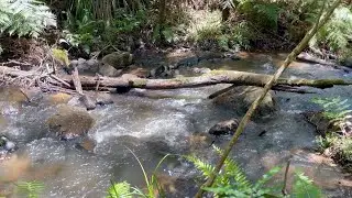 Relaxing and Calming Sounds of Nature | Australian Rainforest.