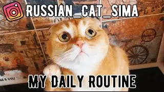 RUSSIAN WORDS. Daily routine. Russian for beginners