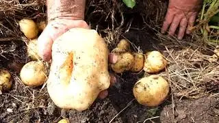 Фильм 2))) Супер картофель на пнях.