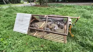 Pastured finished rabbit…better and saves $$