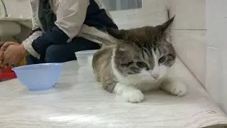 Кот перед операцией. Наркоз начинает действовать.