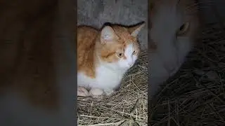 Кися наседка