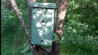 Установили Роеловки на дежурство 🐝🐝🐝