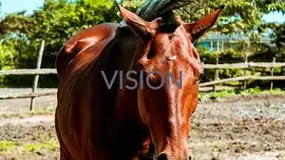 Vision by Awan