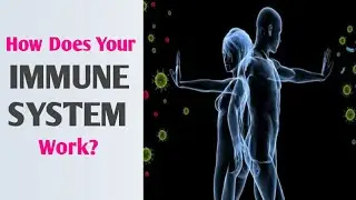 How Dose Your Immune System Work? | Antibody Immune Response | Antibodies Work | #shorts