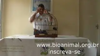 QUEM NUNCA CRIOU UM COLEIRO