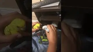 Sitting In A Tree Parrot Parody