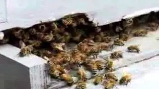 Bee Hive