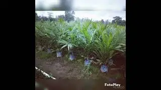 BIBIT SAWIT SIAP TANAM