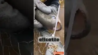 PIRANHA ALICATÃO #ytshorts #pescaria