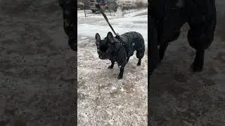 Гуляем 🐶 