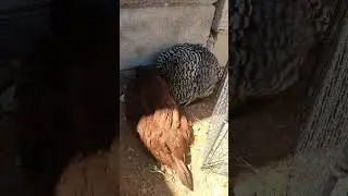 Good dirt bath