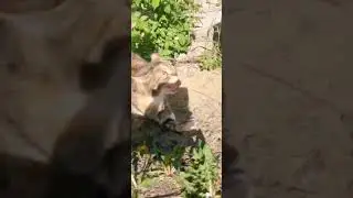 Радуга умеет за себя постоять😎🐈👍