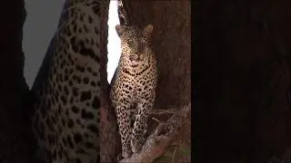 Leopard on high alert 🚨 #shentonsafaris #wildlifeadventure #leopard #nature #wildlife #natureshot