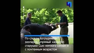 Старушка Сью: пожилая самка равнинного тапира вышла в летний вольер Московского зоопарка