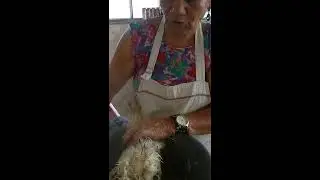 Tirando pena da galinha