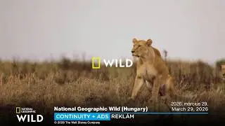 National Geographic Wild (Hungary) continuity + ads | March 29, 2026 • reklám | 2026. március 29.