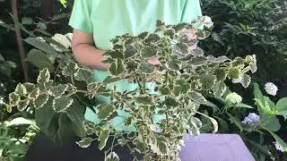 Alungati tantarii cu aceasta planta! Scapati de muscaturi si mancarimi! #ingrijireaflorilor