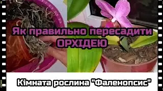 Пересадка ОРХІДЕЇ (орхидея) | Кімната рослина Фаленопсис