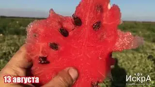 Арбуз Русская березка. Посев семечкой 11 мая.