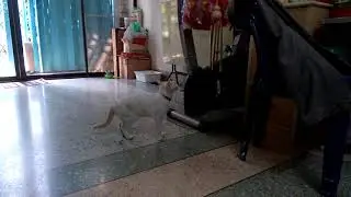 My Cat Playing Wind Chimes