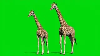 10 Realistic 4K Giraffe Animations on Chroma Key Green Screen - 
