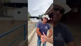 Nel Cilento ho trovato uno zebrallo, unico nel mondo. È nato da una zebra e un cavallo. Guardate.