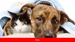 Pets