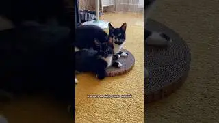 ПИНЮ ХОТЕЛИ УСЫПИТЬ ПО ОШИБКЕ #история #животные #кот #кошка