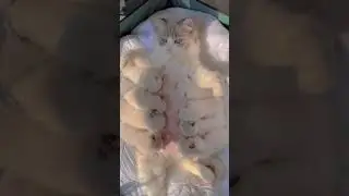 Alhamdulillah baby cat bertambah lagi#short#kucing #kucinglucu
