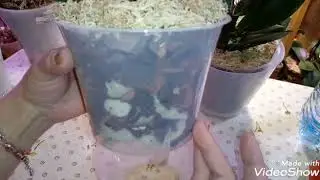 Посадка, Пересадка Орхидей в грунт EffectBio