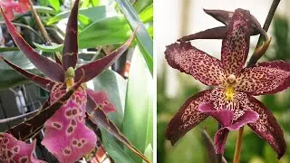 Иногда они возвращаются | Камбрии | Miltassia 