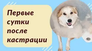 Кастрация Альта