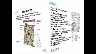 Лекция Гистология печени и поджелудочной железы