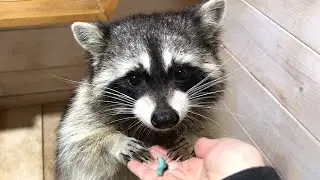 REACTION OF RACCOONS, HEDGEHOGS AND HAMSTERS TO TOBACCO HAWKMOTH / Fox eats melon like a snake