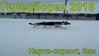 Тор и Ассоль, нарта-спринт, 5км, финиш