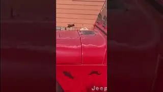 Huge bee falls in love with my Wrangler.