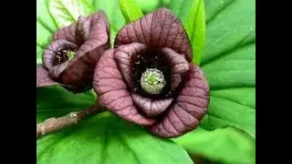 Banana nordului, crescuta in curtea noastra 