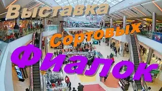 Выставка сортовых фиалок в Туле 2020 (Весна)