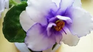 Фиалка ЕК - Белый Мустанг./Описание сорта фиалки.