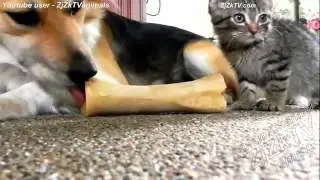 Приколы с животными №38  Fun with animals #38
