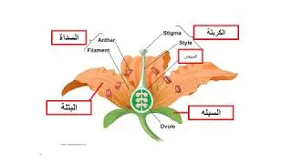 الأزهار