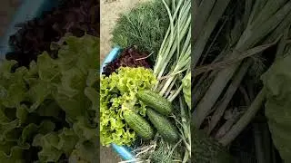 15 мая 2024 г.Кубань
