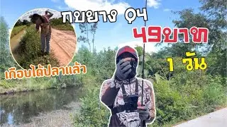กบยาง Q4 49บาท 1วัน หลุมเดียวกัด6 ตัว🫨