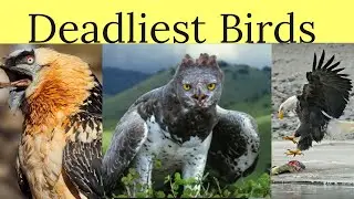 Birds That can kill you!!! 😲 | Scariest Birds explained | The Mash TV [Urdu - Hindi]
