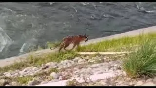 Tiger Crossing Dam - Corbett