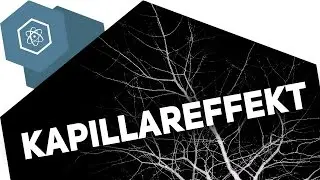 Capillary effect – How do plants drink?